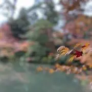 小鳥の画像
