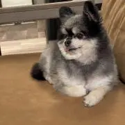 ふぇるの画像