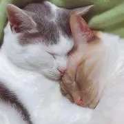 Nemの画像