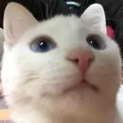 linkaの画像