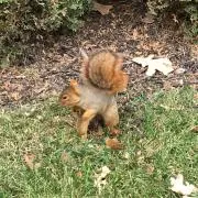 山りんご