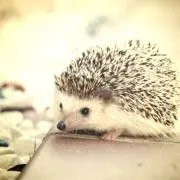 ゴヨの画像