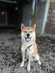 ぴっぴの画像
