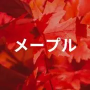 メープル★即購入OKです(^^♪の画像