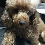 めるるんの画像