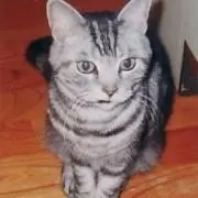 ぼん天丸の画像