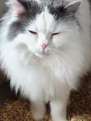 touhuの画像