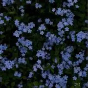 9_syun1の画像