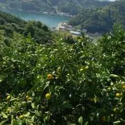 S正樹farmの画像