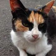 たま