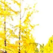 ねむの画像