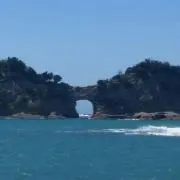 ショアブリの画像