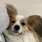 因の画像