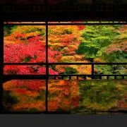 紅葉の画像