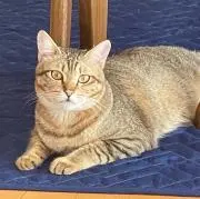 珠華       ※購入前一度コメントを
