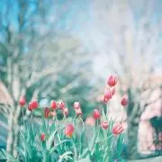 * Ｗａｎｋｏ*の画像