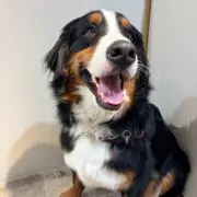 ちゃやいの画像