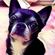 alicemadepkpkの画像