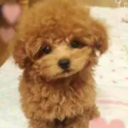 AYUチャンネルの画像