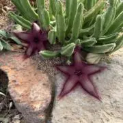さぼいちの画像