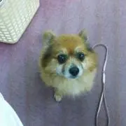 ここまる