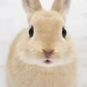 めい