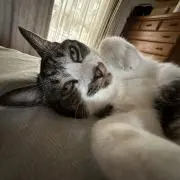 範馬刃牙の画像