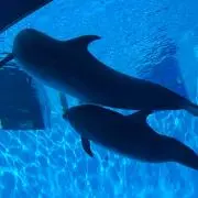 ショコラの画像