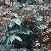 hの画像