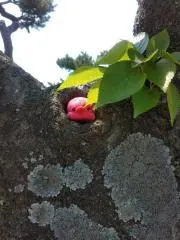 ともの画像