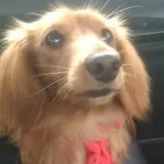 nicoの画像