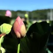 リバ-シ- 【即購入OK】の画像