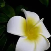 葉っぱの画像