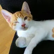 きゃん(^^)