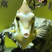 メガネ虫