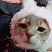 ぽんぽこ