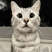 ヴェルの画像