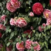 はえの画像