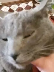 かぼだいの画像