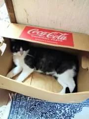 ミホサン