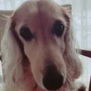 ももた