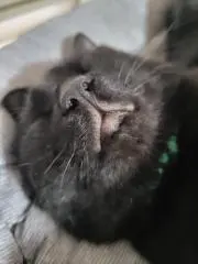 くろの画像