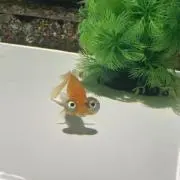 にょの画像