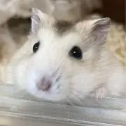 あさひぽんずの画像