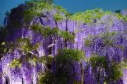 MASAの画像
