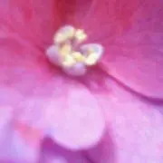 アルハの画像