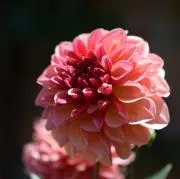 MMの画像