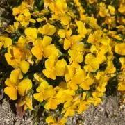 8/7〜9発送不可！！みつばちの画像