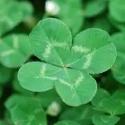 clover☆の画像