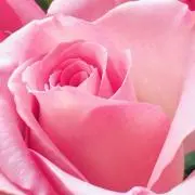菅道枝